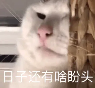 日子还有啥盼头