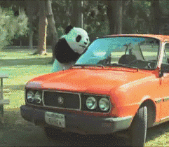 大熊猫砸汽车 GIF（大熊猫砸汽车 GIF）