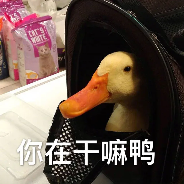 你在于嘛鸭（你在于嘛鸭）