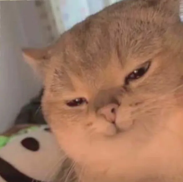 猫猫头表情包（猫猫头表情包）