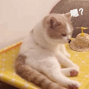 嗯？（猫咪动图表情包）
