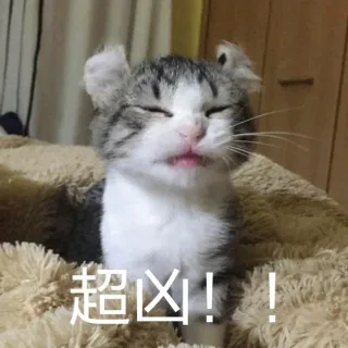 超凶！！（猫咪）