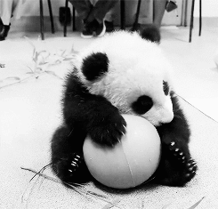 熊猫抱球（熊猫抱球）