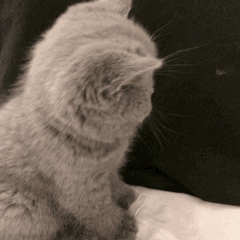 猫咪 GIF 动图（猫咪 GIF 动图）