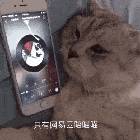 只有网易云陪喵喵（只有网易云陪喵喵）