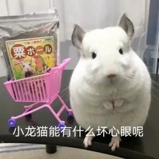 小动物们能有什么坏心眼呢