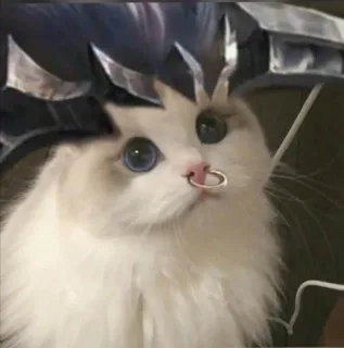 王者荣耀猫头头像表情包