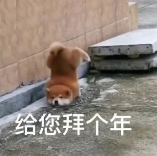 狗狗拜年表情包 过年要红包表情包