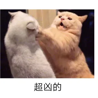 超凶的（猫咪）