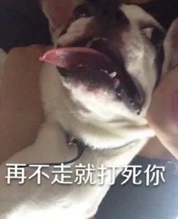 再不走就打死你（汪星人）