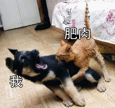 肥肉把我安排得明明白白