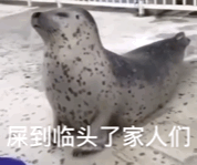 到临头了家人们（到临头了家人们）