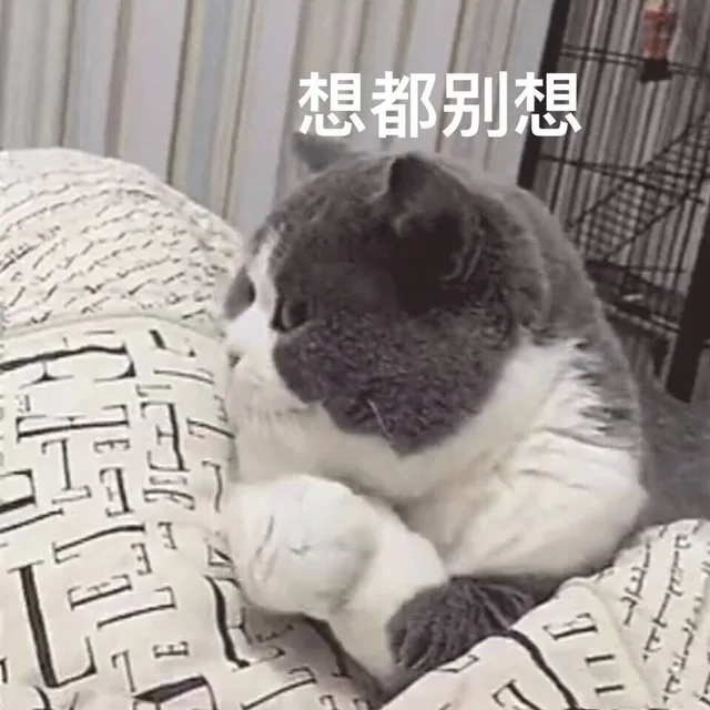 傲娇猫咪：想都别想（傲娇猫咪：想都别想）