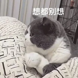 傲娇猫咪：想都别想
