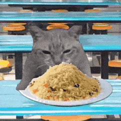 (猫猫干饭 GIF 动图)（(猫猫干饭 GIF 动图)）
