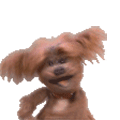 摇晃小狗透明 GIF 动图表情包 抖音热门表情包（摇晃小狗透明 GIF 动图表情包 抖音热门表情包）