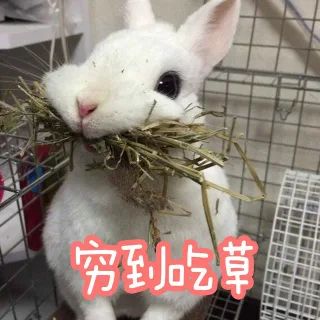 仙女专用小兔几表情包_小兔几表情包