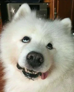 萨摩耶歪头杀