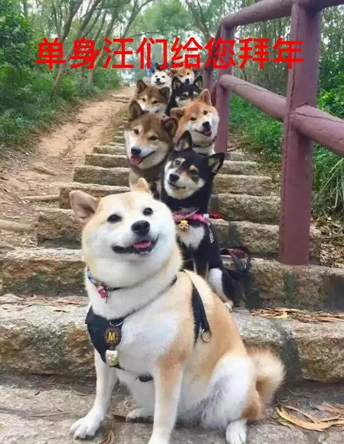 单身汪们给您拜年