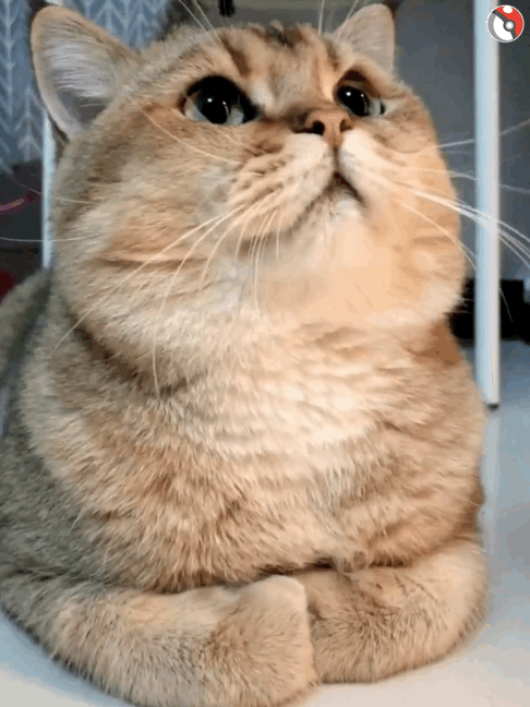 可爱猫咪动图
