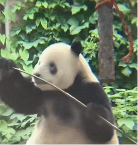 熊猫生气气 GIF 动图（熊猫生气气 GIF 动图）