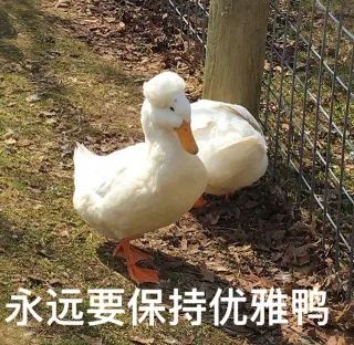 又一波可爱鸭鸭表情包_鸭