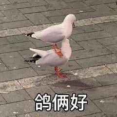 鸽俩好(哥俩好)（鸽俩好(哥俩好)）