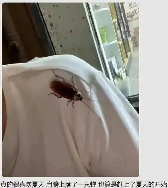 因式真的很喜欢夏天肩膀上落了一只蝉也算是赶上了夏天的开始（因式真的很喜欢夏天肩膀上落了一只蝉也算是赶上了夏天的开始）