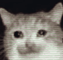 流泪猫咪 GIF