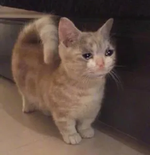 一组流泪猫猫头表情包