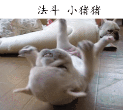 法斗 小猪猪