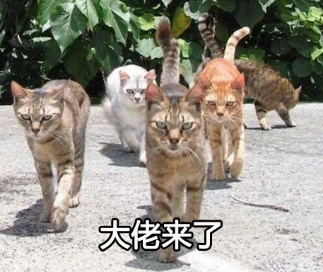 大佬来了_猫_喵星人_装逼
