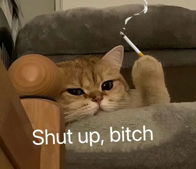 Shut up,bitch(猫猫表情包)（Shut up,bitch(猫猫表情包)）
