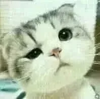 小猫咪歪头杀