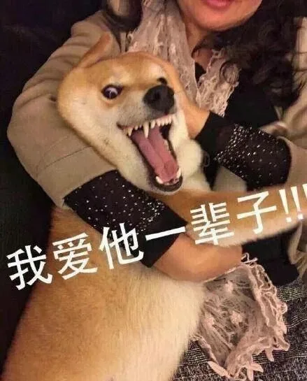 doge 我爱他一辈子！！好了，不要再说了
