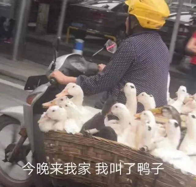 今晚来我家我叫了鸭子（今晚来我家我叫了鸭子）