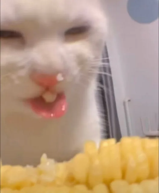 （奇怪的猫猫表情包_猥琐）
