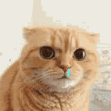 猫咪吸鼻涕动图（猫咪吸鼻涕动图）