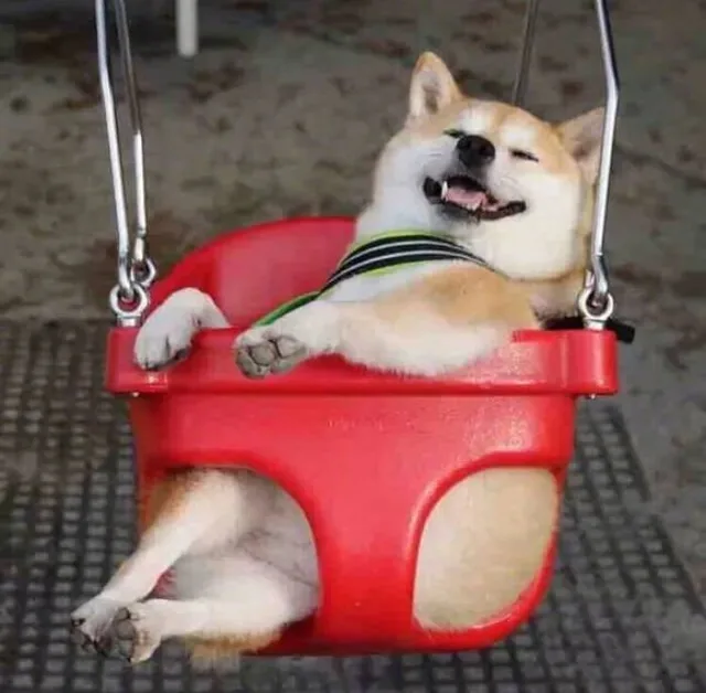 柴犬荡秋千（柴犬荡秋千）