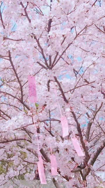 满是樱花壁纸（满是樱花壁纸）