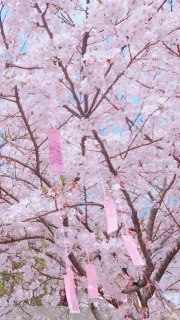 满是樱花壁纸