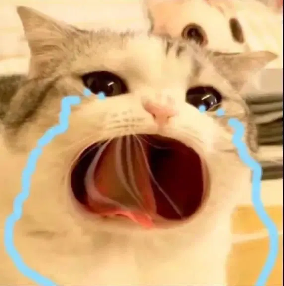 猫咪哭泣流泪猫猫头