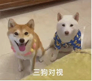 狗对视