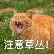 开语音打王者荣耀时，来自队友的呐喊_王者农药_王者荣耀_猫_呐喊_群聊表情包