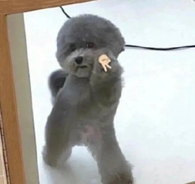 (狗狗二臂表情包)（(狗狗二臂表情包)）