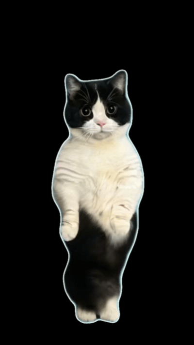 猫猫跳舞表情包动图（猫猫跳舞表情包动图）