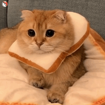干森莫 猫咪表情包