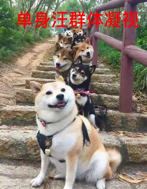 祝大家早日脱单_单身狗_ddoge_萌萌哒表情包