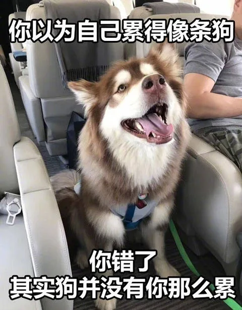 你以为自己累得像条狗你错了其实狗并没有你那么累