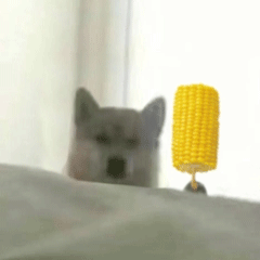 doge狗狗拿玉米动图表情包（doge狗狗拿玉米动图表情包）